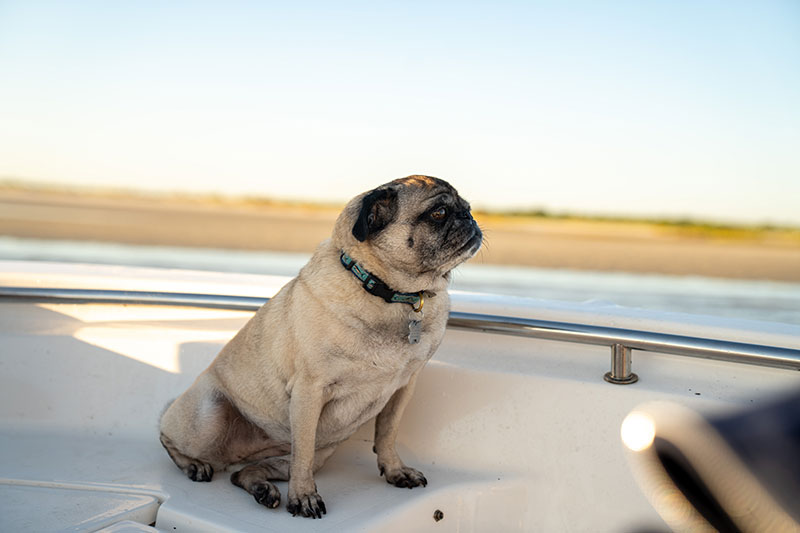 Veterinarian in Winter Garden, FL